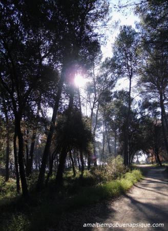 La luz del Sol entre las sombras de los árboles