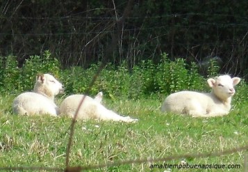 Ovejas durmiendo en el campo